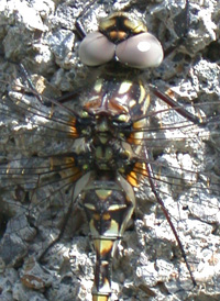 Harlequin Darner